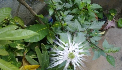 உங்கள் வீட்டில் இருக்கா 15 மூலிகைகள்?