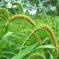குளோபல் வார்மிங்கை தாக்குபிடிக்கும் சிறுதானியங்கள்!