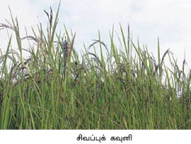 உப்பு மண்ணிலும் ஓஹோ !