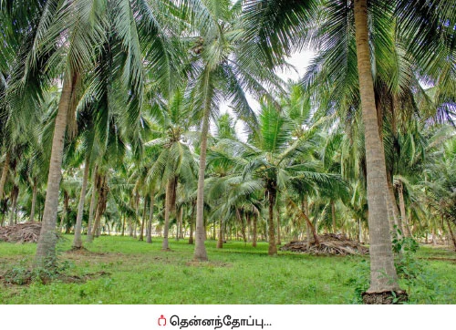 தெம்பான வருமானம் கொடுக்கும் தென்னை...