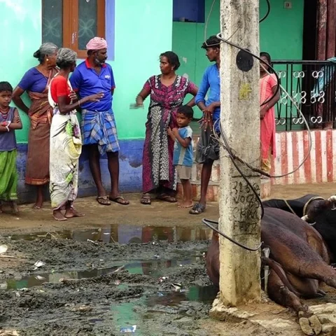 மின் வாரியத்தின் அலட்சியம் : மின்சாரம் பாய்ந்து மாடு பலியான சோகம்