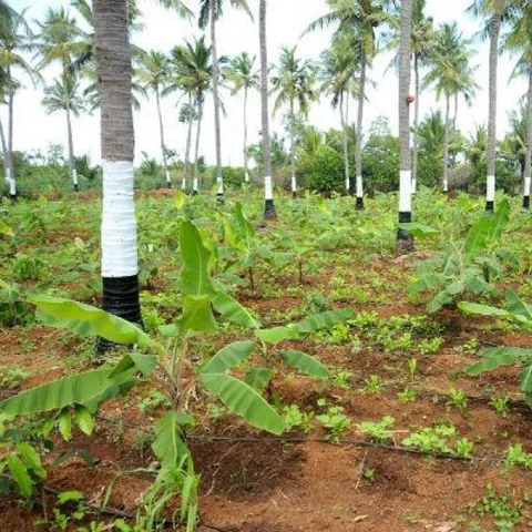 ₹ 3000 Per day from inter cropping… Startling income from 50 cents of land!