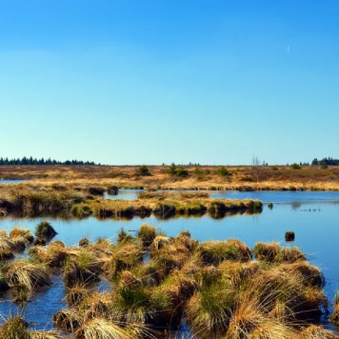 ஈரநிலங்கள் பற்றி உங்களுக்கு எவ்வளவு தெரியும்? #WorldWetlandsDay