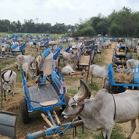 `வாழ்வாதாரத்துக்கு வழிசொல்லுங்க சார்!’ - 300க்கும் மேற்பட்ட மாட்டுவண்டித் தொழிலாளர்கள் போராட்டம்