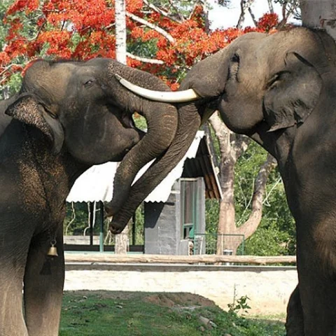 யானையை எங்க வேணாலும் பார்க்கலாம்... ஆனா, இங்க மட்டும்தான்...! கூர்க் - இந்தியாவின் ஸ்காட்லாந்து! ஊர் சுத்தலாம் வாங்க பாகம் 14 #coorg
