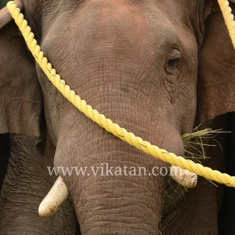 ``சின்னத்தம்பி யானை கும்கியாக மாற்றப்படும்!’’ - அமைச்சர் திண்டுக்கல் சீனிவாசன் அறிவிப்பு