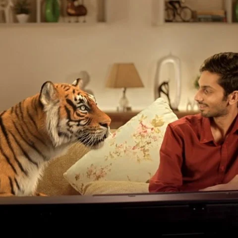 அனிருத்தின் பியானோ இசைக்கு மயங்கும் புலி! #Thumbaa