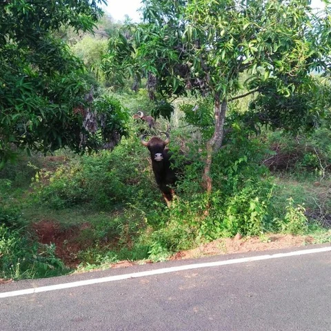 `தண்ணீர் தேடி ஊருக்குள் படையெடுக்கும் வனவிலங்குகள்' - அச்சத்தில் ஊர் மக்கள்!