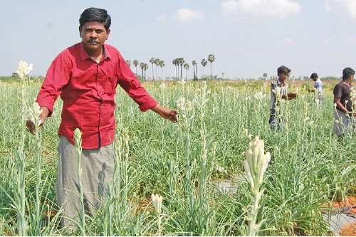 சத்தான வருமானம் கொடுக்கும் சம்பங்கி!