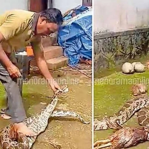 `மலைப்பாம்பு வயிற்றை மிதித்து கோழியை வெளியே எடுத்த காவலர்’ - கேள்வி எழுப்பிய நீதிமன்றம்!