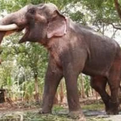 `யானைகளை அனுப்ப மாட்டோம்'- களையிழக்குமா புகழ்பெற்ற திருச்சூர் பூரம் விழா?