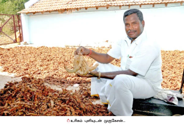 வறட்சிப் பகுதிகளிலும் வருமானம் கொடுக்கும் ‘புளி’!