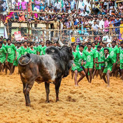 திருச்சி, திண்டுகல்லில் இன்று ஜல்லிக்கட்டு