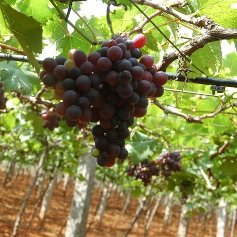Rs 4,50,000 per acre – Panneer (Muscat) grapes glistening with Panchakavya!