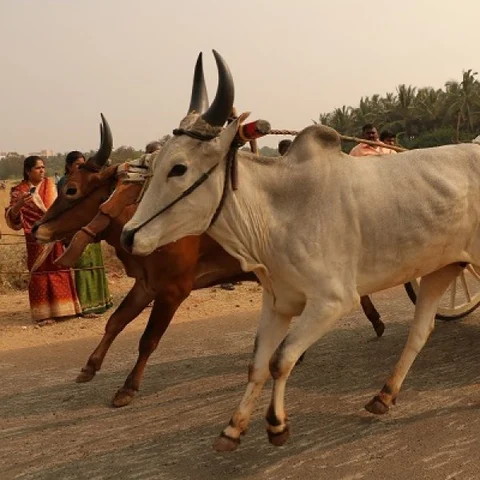 உட்றேஏஏஏஏ... கோவை மாணவர்கள் நடத்திய பரபர ரேக்ளா ரேஸ்!