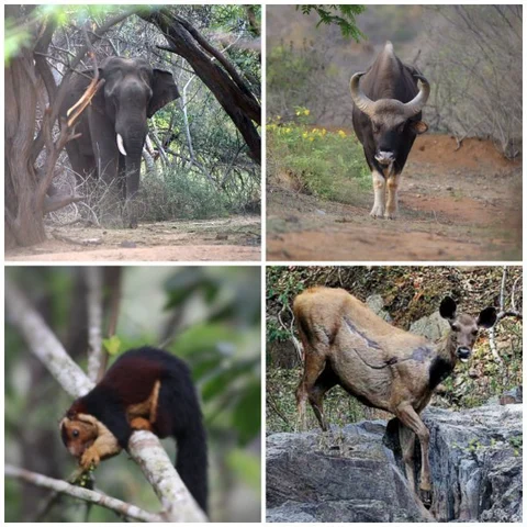 நட்ட நடுகாடு, சைலன்ட் மோடு... மர வீடு..! பரம்பிக்குளம் போக தில் இருக்கா? ஊர் சுத்தலாம் வாங்க... பாகம் - 5