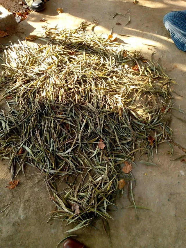 புதுக்கோட்டையில் பதுக்கிவைக்கப்பட்டிருந்த 1600 கடல் பல்லிகள் - போலீஸார் பறிமுதல்