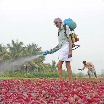 15 சென்ட் நிலம்... ஒரு மணி நேர வேலை... தினசரி ரூ 750 லாபம்!