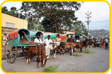 பழநியின் குதிரை வண்டி!