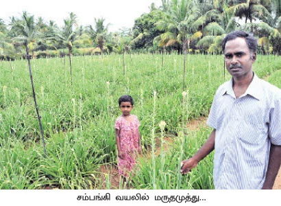சாஃப்ட்வேர் இன்ஜினீயரின் சம்பங்கி சாகுபடி!