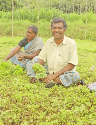 பலே வருமானம் கொடுக்கும் ‘பச்சை’...!