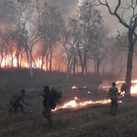 முதுமலையில் 18 ஹெக்டேர் வனத்தை நாசமாக்கிய தீ - குற்றவாளிகளைக் கண்டுபிடிக்க சன்மானம் அறிவித்த வனத்துறை!