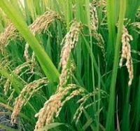 பழைய பயிர்க் காப்பீட்டுத் திட்டமே நடைமுறைப்படுத்தப்படும்: ஜெயலலிதா அறிவிப்பு!