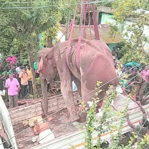 ``காட்டெருமை போஸ்டர் திண்ணு பாத்திருக்கீங்களா?” - உடையும் உயிர்ச் சங்கிலி