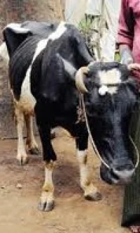 அமைச்சர் வழங்கிய விலையில்லா மாடுகள் சேல்! - 17 பெண்கள் மீது வழக்கு!