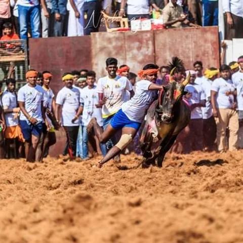 360 காளைகள்... 186 மாடுபிடி வீரர்கள் - களைகட்டிய சேந்தமங்கலம் ஜல்லிக்கட்டு!