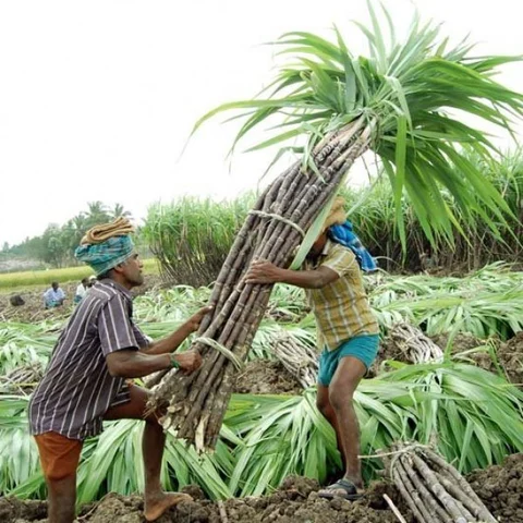`கரும்பு சாகுபடிக்கு இனி முன் அனுமதி அவசியம்..!' மகாராஷ்டிரா முடிவுக்குக் காரணம் என்ன?