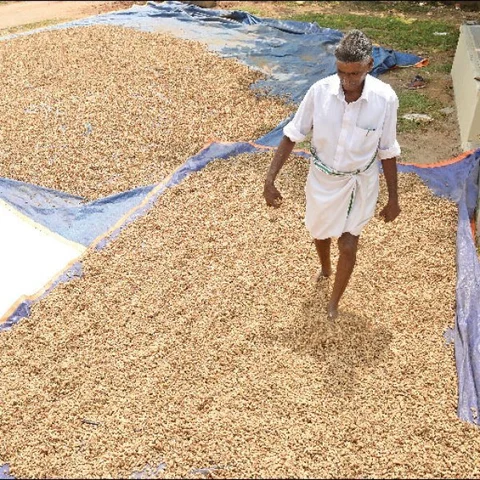 High Profit from Groundnut... ₹2 Lacs from 4 acres in 120 days!