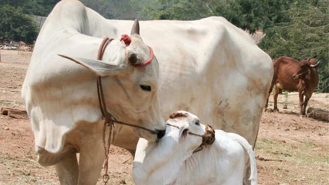 பசுவைக் கொன்றால் ஆயுள் தண்டனை - குஜராத்தில் புதிய சட்டத் திருத்தம்!