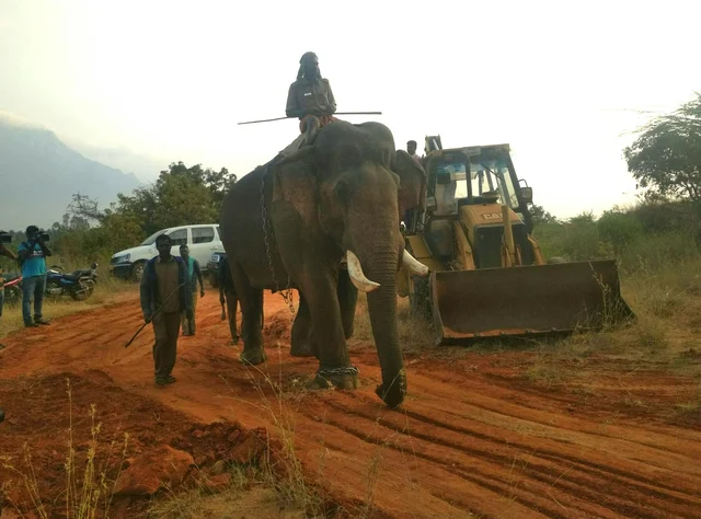 கோவை சின்னத்தம்பி யானைக்கு மயக்க ஊசி போடப்பட்டது - வரகளியாறு பகுதிக்கு இடமாற்ற முடிவு