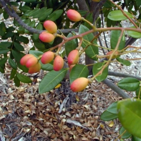 லட்சுமி மரம், சொர்க்க மரம் மற்றும் சிமரூபா மரம் என அழைக்கப்படும் மரம் பற்றித் தெரியுமா?