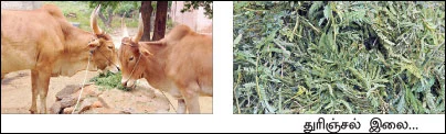துரிஞ்சல் இலை மாடுகள்... நெகிழ வைக்கும் நாட்டுரகம் !