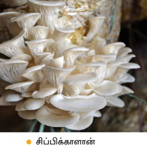 Monthly ₹1,44,000... Astounding income from Milk mushroom..!