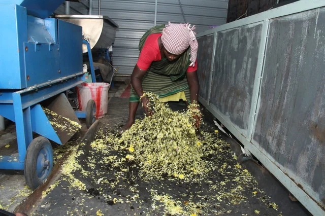 மதுரை பூமாலை வணிக வளாகத்தில் மலர் கழிவுகளை உரமாக்கும் `வேஸ்ட் கார்ட்' திட்டம்!