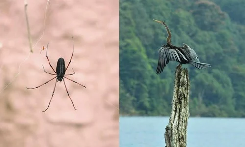 புலிகளை கொல்லாதீங்க!