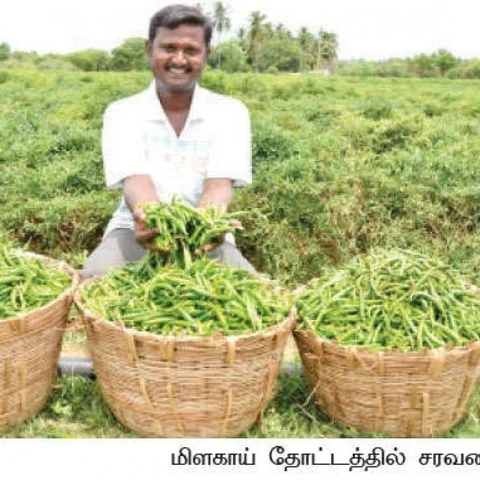 5 Acres, 200 days, 7.5 lakhs profit...Incremental profit from chillies!