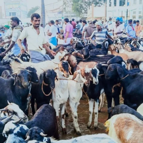 பொங்கல் பண்டிகை -எட்டயபுரம் ஆட்டுச்சந்தையில் களை கட்டிய ஆடு விற்பனை!
