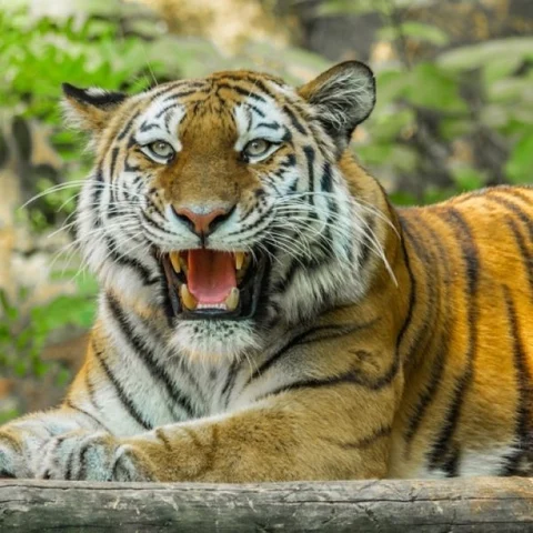 `ஒரே ஆண்டில் 95 புலிகளை இழந்துவிட்டோம்!’ - தேசிய புலிகள் பாதுகாப்பு ஆணையம்