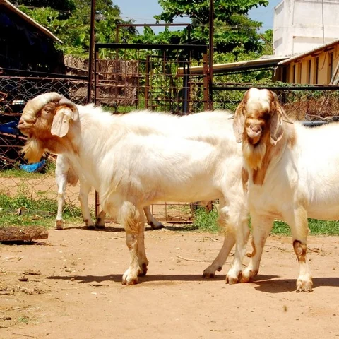 50 lakhs within 4 years through Thalachery, Sirohi and Boer goats..!