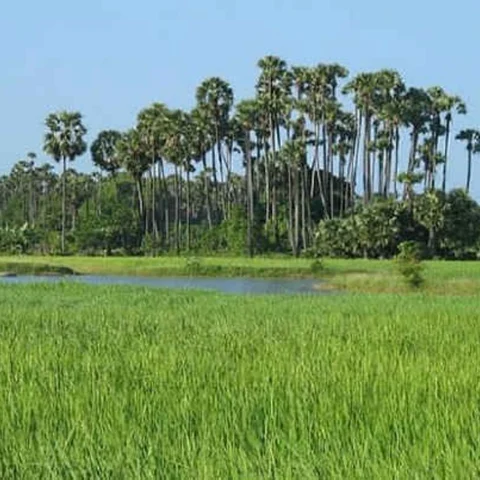நுங்கு, அம்மை நோய் தீர்க்கும்... பதநீர், ஆண்மைக்கோளாறு நீக்கும்!