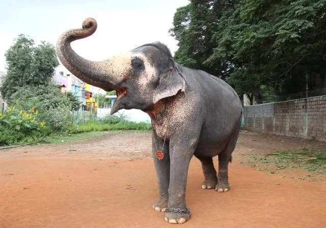 `யானைக்கு முத்தம் கொடுக்கணும்!’ - இளைஞரின் விசித்திர ஆசையால் ஏற்பட்ட விபரீதம்