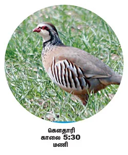 நேரம் சொல்லும் பறவைகள்!