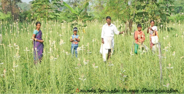சத்தான வருமானம் கொடுக்கும் சம்பங்கி!