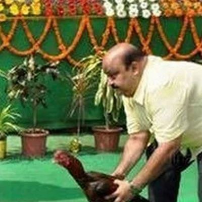 உச்சநீதிமன்ற தடையை மீறி ஆந்திராவில் சேவல் சண்டை: தொடங்கி வைத்தார் எம்.பி!