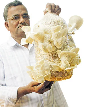 கலக்கலான வருமானம் கொடுக்கும் காளான் வளர்ப்பு!