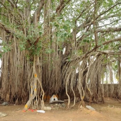 ஆற்றுக்குள் இறங்கிப் போராடி, ஆலமரத்தைக் காப்பாற்றிய கிராம மக்கள்!
